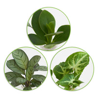 Stecklingsmix 'Berlin' im 3 Gläser - Hydroponik (x3) - Syngonium 'Pixie', Clusia 'Princess', Ctenanthe 'Amagris' - Bakker