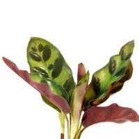 Calathea im Samoa-Glas - Hydroponik - Calathea insignis - Bakker
