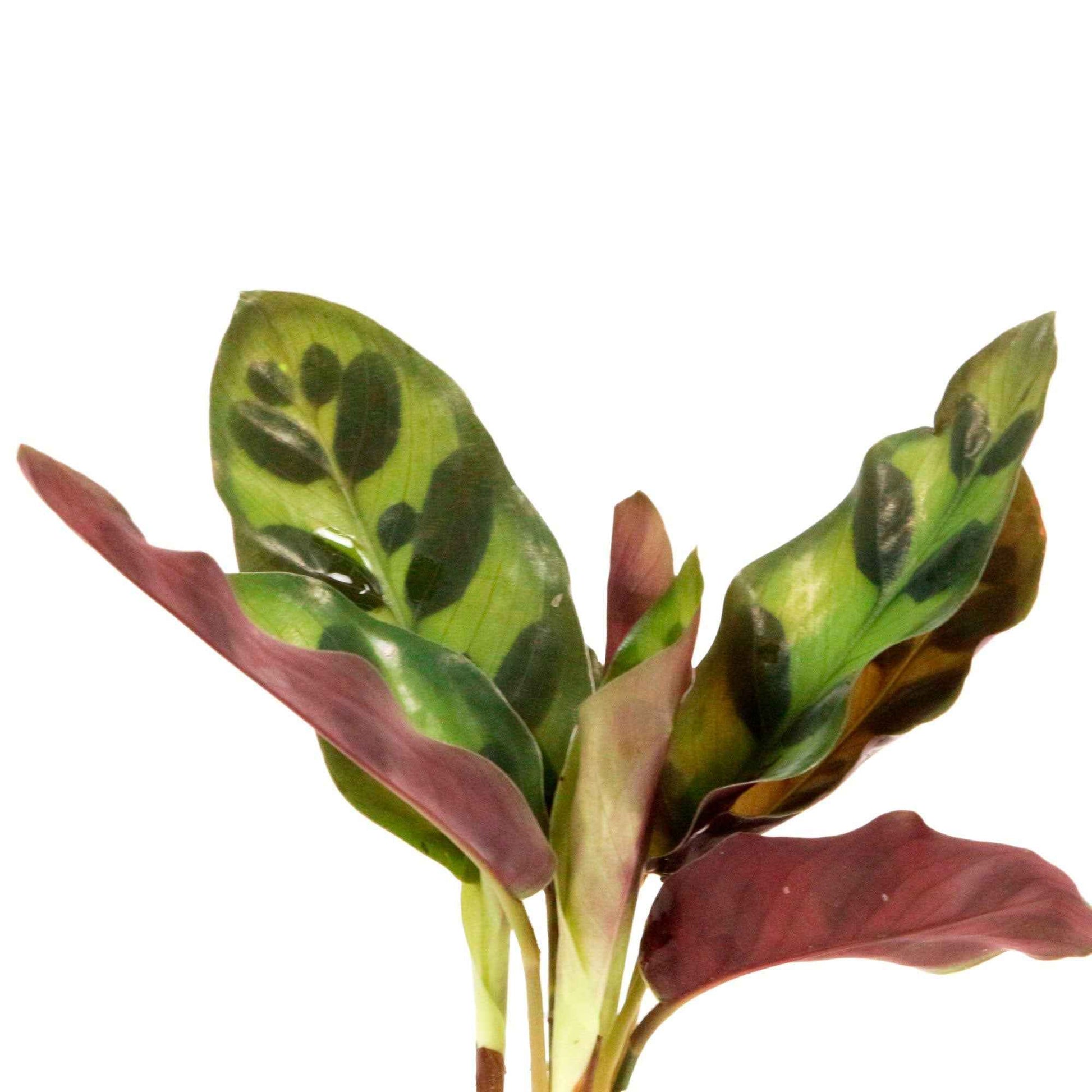 Calathea im Samoa-Glas - Hydroponik - Calathea insignis - Bakker