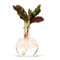 Calathea insignis - Calathea im Samoa-Glas - Hydroponik - Hydroponische Pflanzen