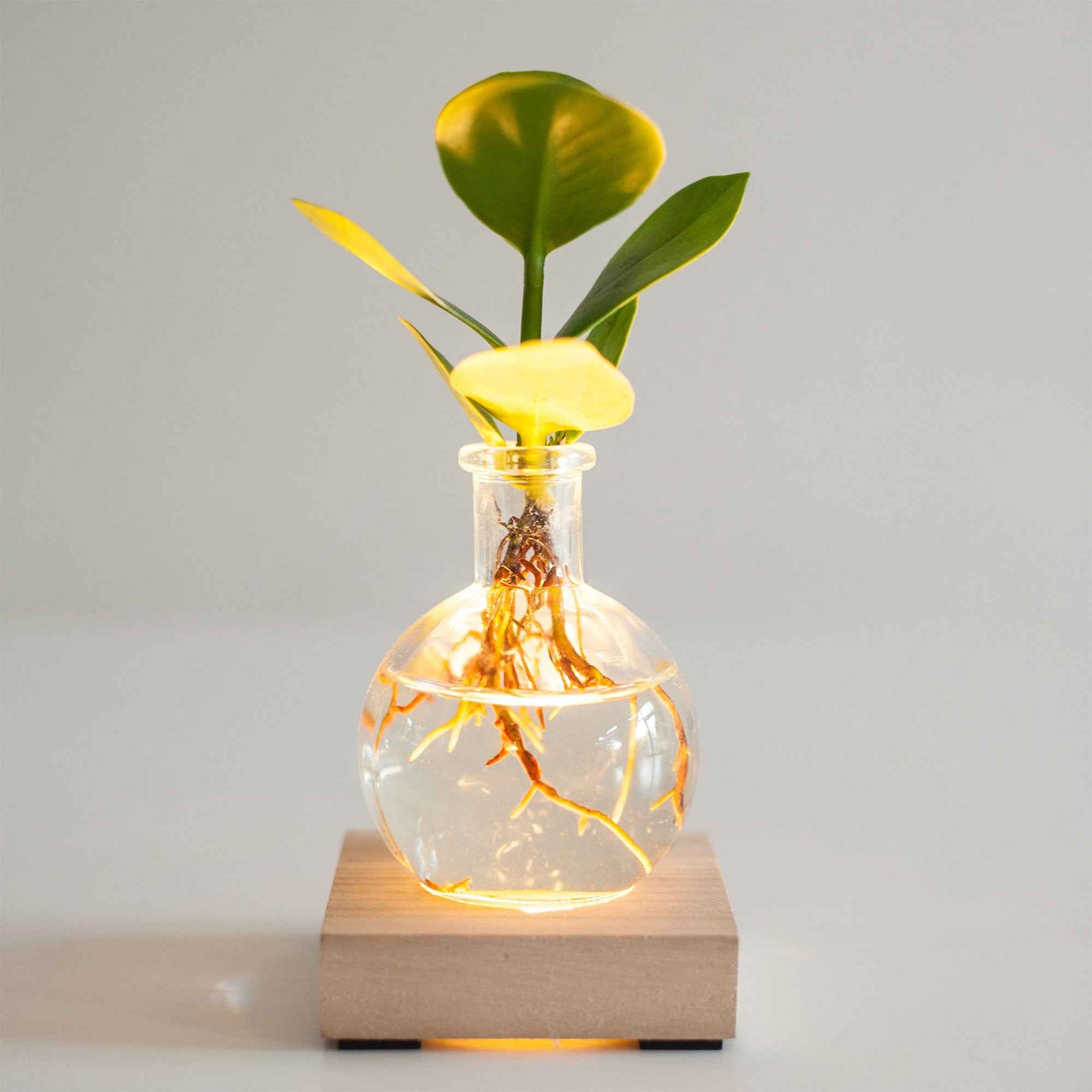 Hydroponische Pflanzen - Clusia im Samoa-Glas mit LED-Beleuchtung - Hydroponik - Clusia samoa