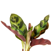 Calathea im Samoa-Glas mit LED-Beleuchtung - Hydroponik - Calathea insignis - Bakker