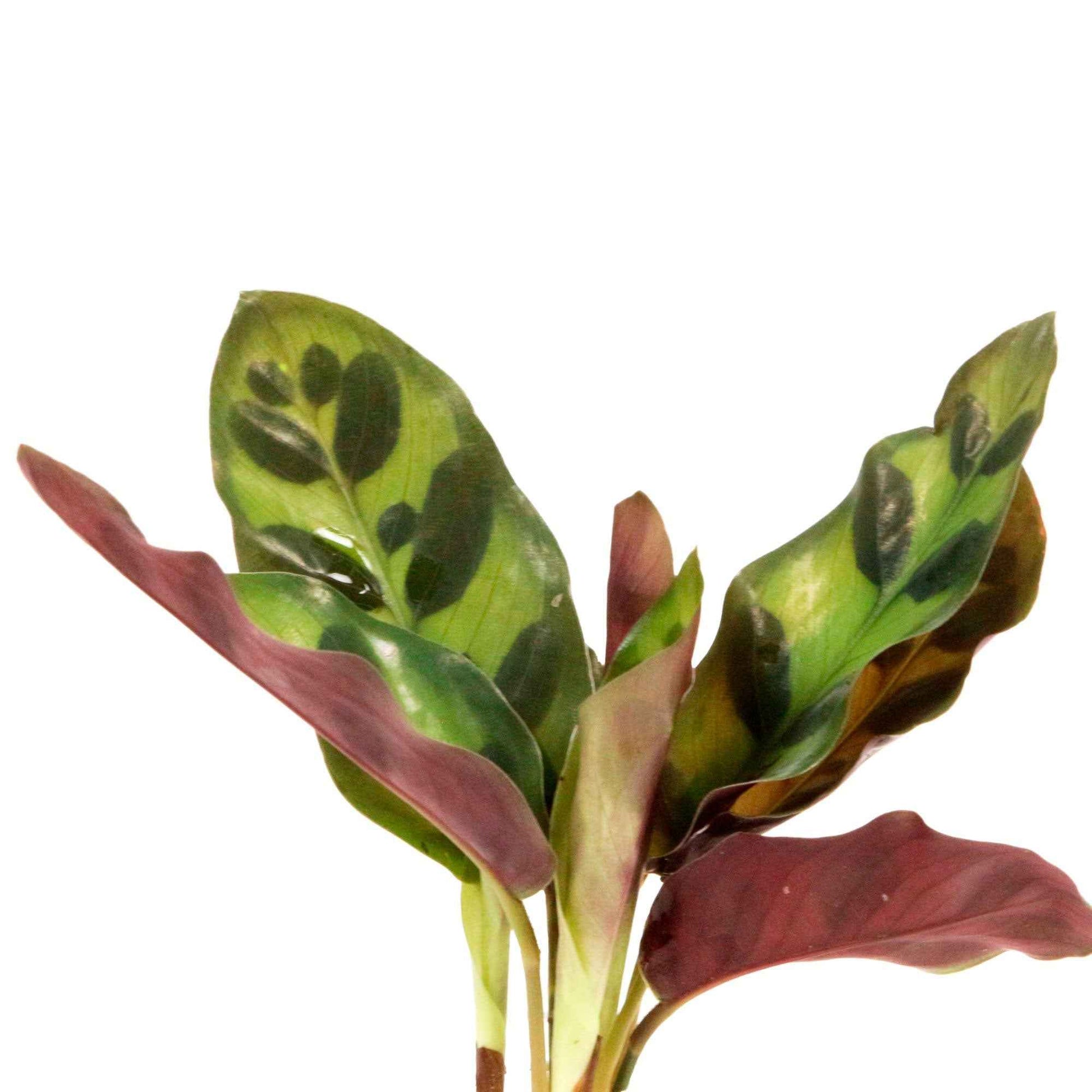 Calathea im Samoa-Glas mit LED-Beleuchtung - Hydroponik - Calathea insignis - Bakker