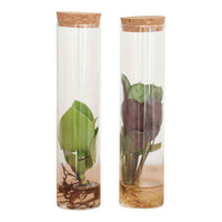 Stecklingsmix in Röhrenglas - Hydroponik - Stekmix Tube glas 2st - Bakker