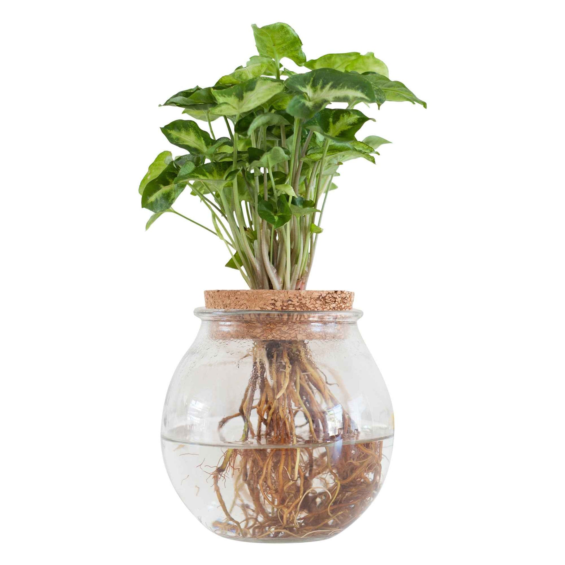 Syngonium im Kugelglas - Hydroponik - Syngonium - Bakker