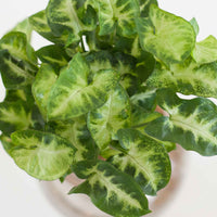 Syngonium - Syngonium (25–35 cm) - Zusammenstellungen von Zimmerpflanzen