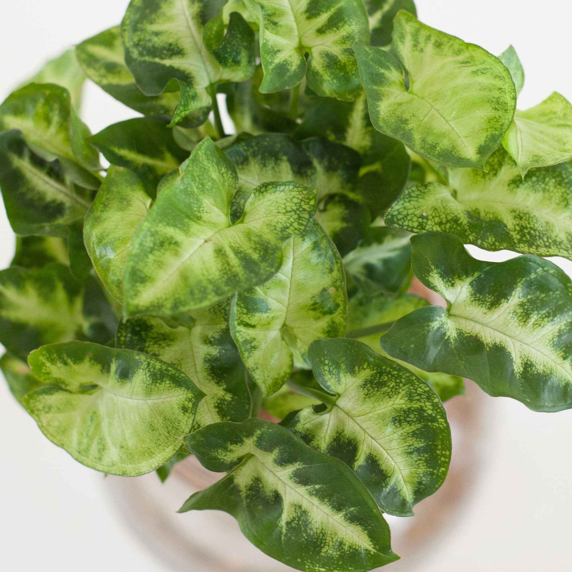Syngonium - Syngonium (25–35 cm) - Zusammenstellungen von Zimmerpflanzen