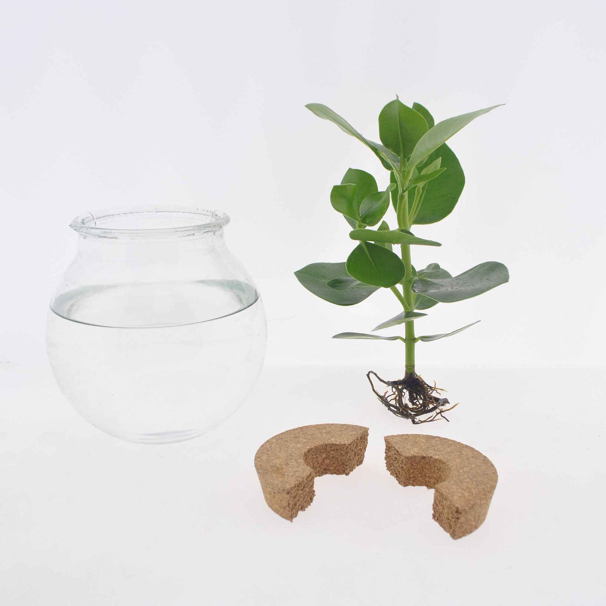 Hydroponische Pflanzen - Syngonium im Kugelglas - Hydroponik - Syngonium