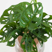 Monstera im Kugelglas - Hydroponik - Monstera - Bakker