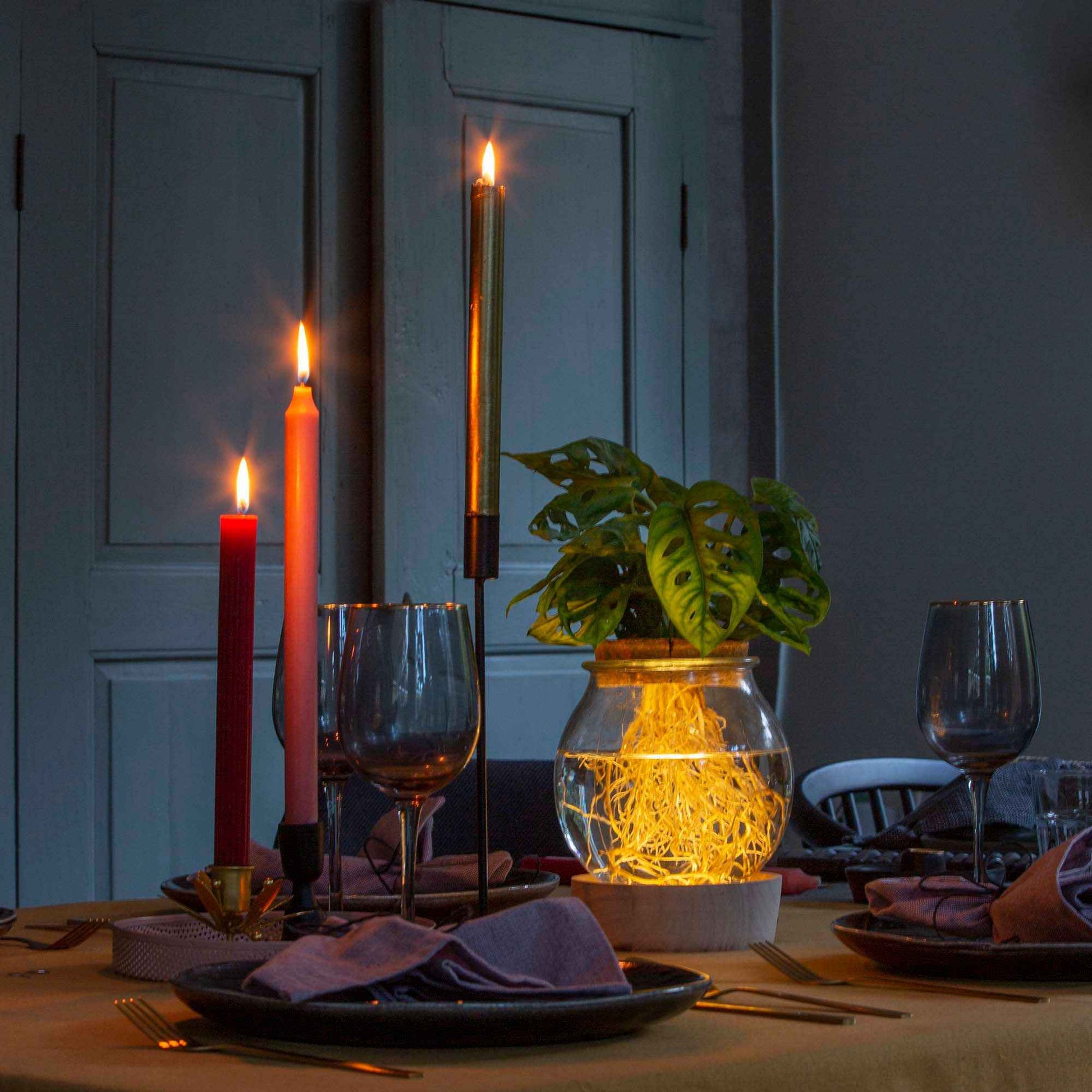 Monstera im Kugelglas mit LED-Beleuchtung - Hydroponik - Monstera - Bakker