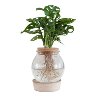 Monstera - Monstera im Kugelglas mit LED-Beleuchtung - Hydroponik - Hydroponische Pflanzen