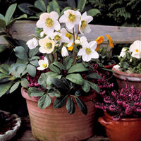 Christrose - Helleborus niger - Bakker