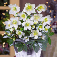 Christrose - Helleborus - Christrose - Helleborus niger