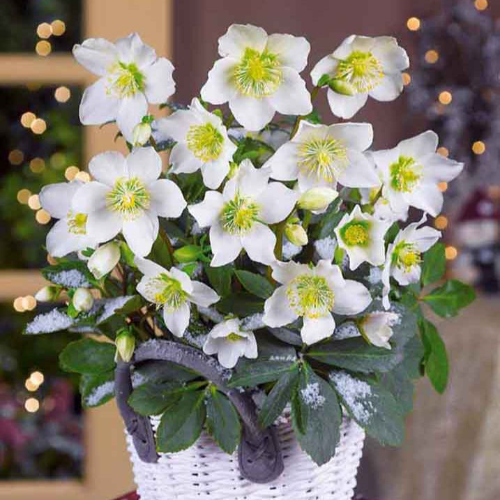 Christrose - Helleborus - Christrose - Helleborus niger