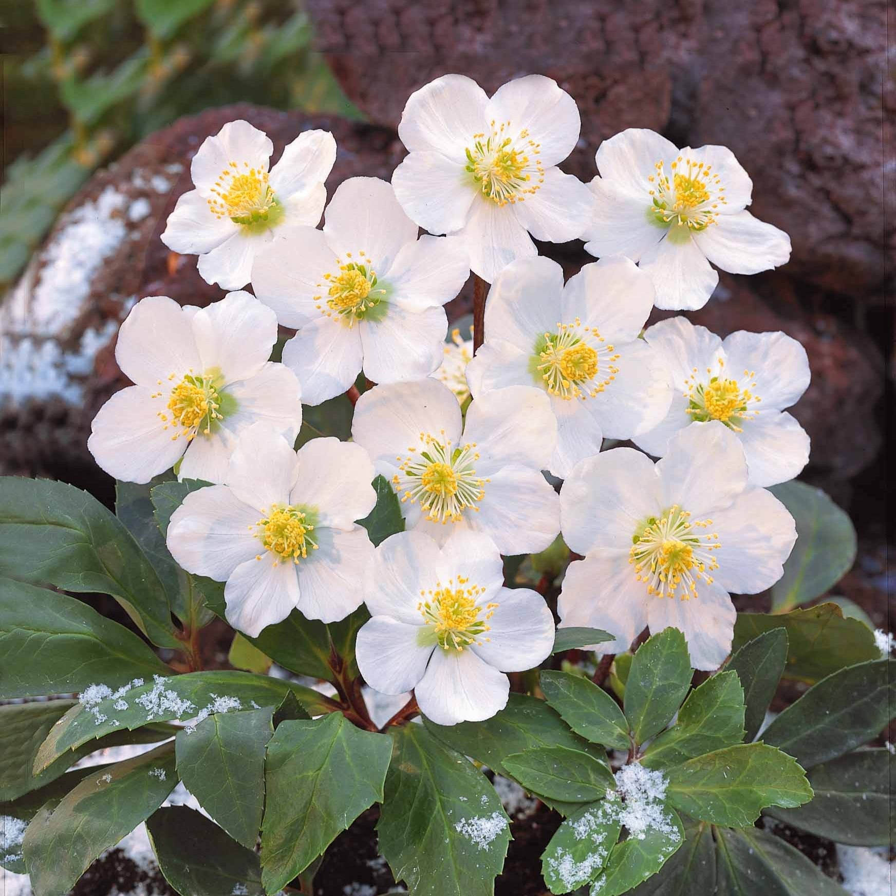 Helleborus niger - Christrose - Christrose - Helleborus