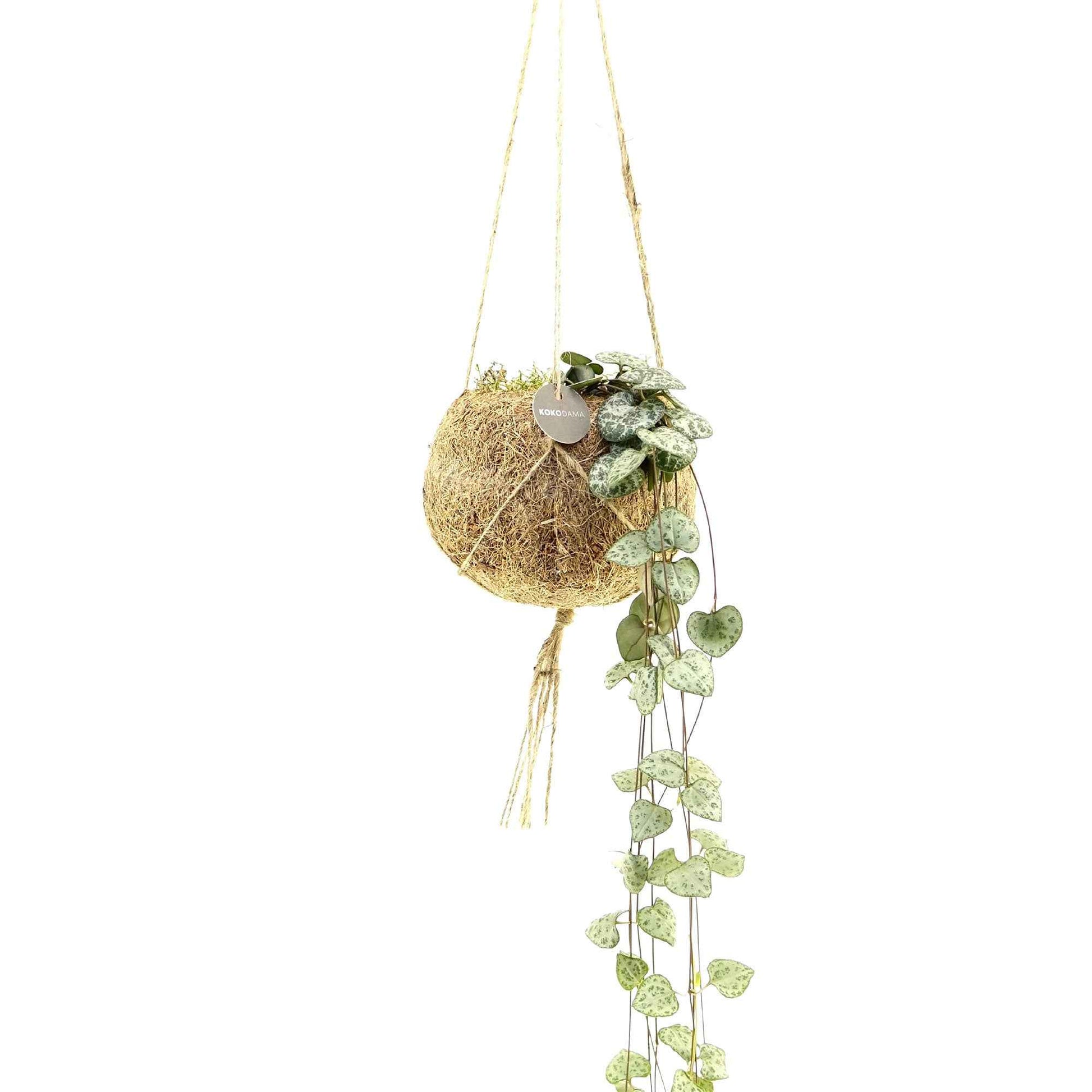 Kokodama Chinesische Laterne Ceropegia woodii inkl. Kokostopf - Hängepflanze - Kokodama Ceropegia - Bakker