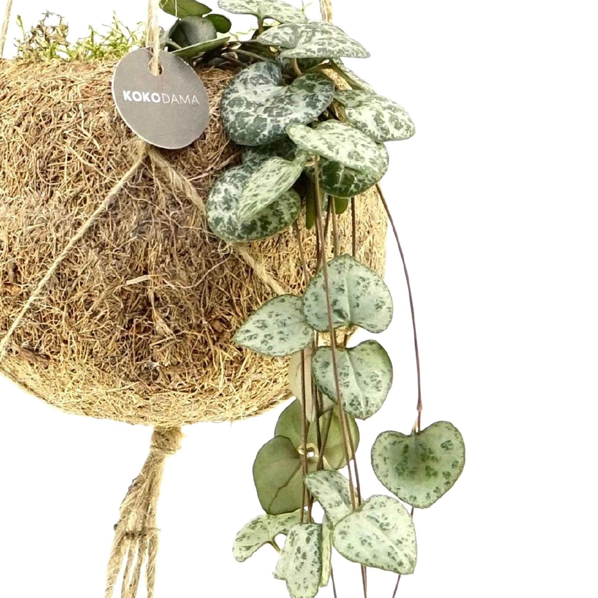 Kokodama Chinesische Laterne Ceropegia woodii inkl. Kokostopf - Hängepflanze - Bakker
