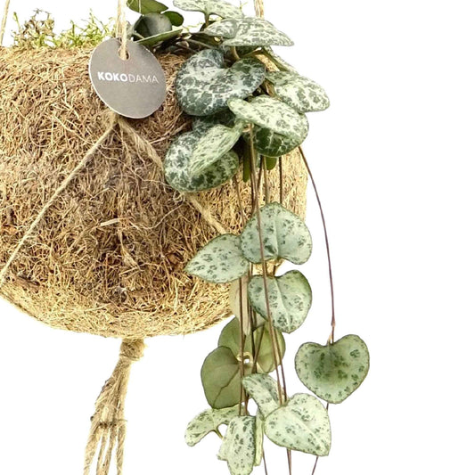 Kokodama Chinesische Laterne Ceropegia woodii inkl. Kokostopf - Hängepflanze - Bakker