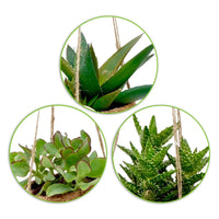 Sukkulenten-Kollektion mit Kokosfaser-Töpfen (x4) - Kokodama Succulentmix - Bakker