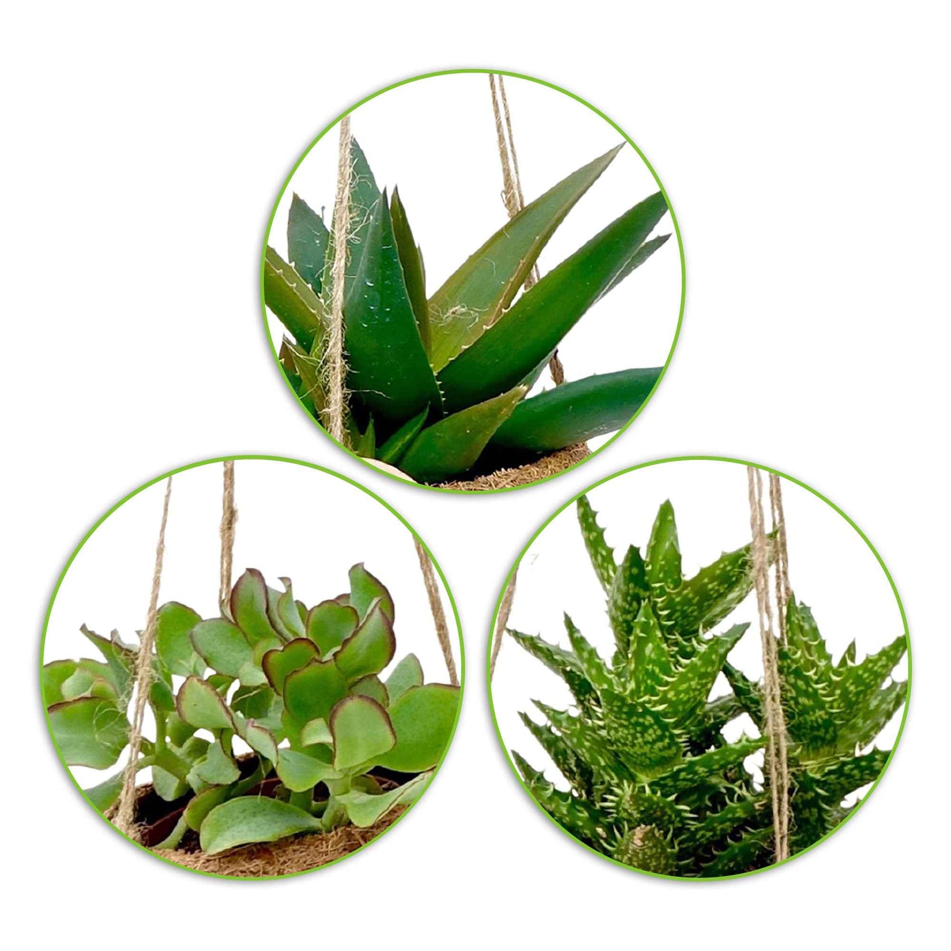 Sukkulenten-Kollektion mit Kokosfaser-Töpfen (x4) - Kokodama Succulentmix - Bakker