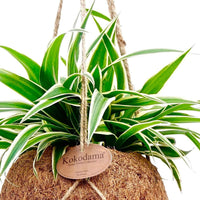 Grünlilie mit Kokosfaser-Topf - Chlorophytum - Bakker