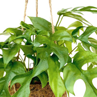 Kokodama Lochpflanze Monstera minima Inkl. Kokostopf - Monstera minima - Bakker