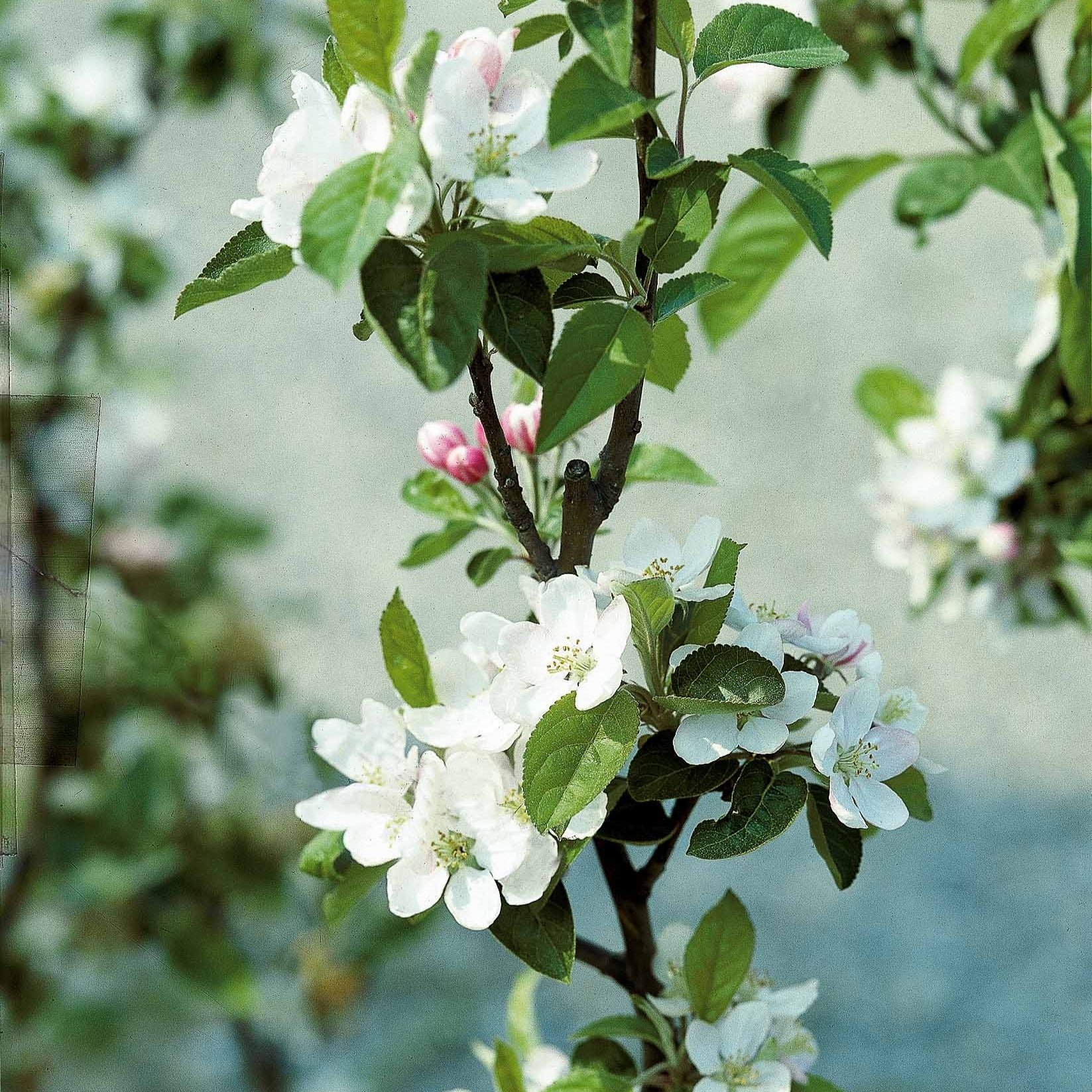 Verkauf Apfelbaum ‘Reine des Reinettes’ - Malus domestica Reine des Reinettes