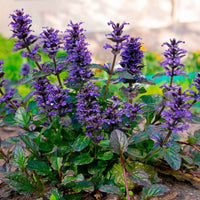 Rotblättriger Günsel 'Atropurpurea' - Bakker