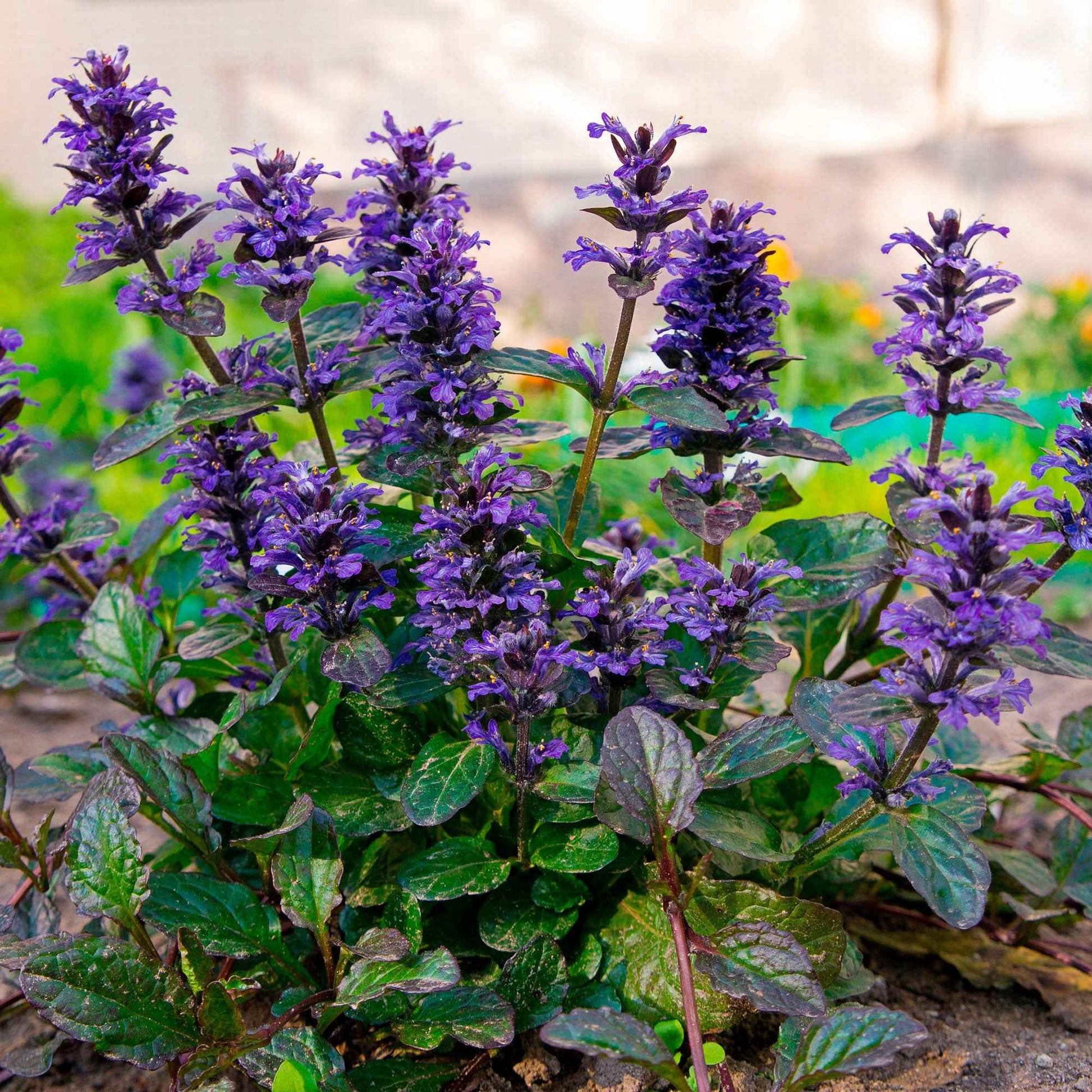 Rotblättriger Günsel 'Atropurpurea' - Bakker