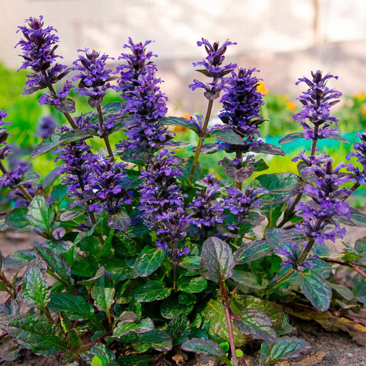 Rotblättriger Günsel 'Atropurpurea' - Bakker