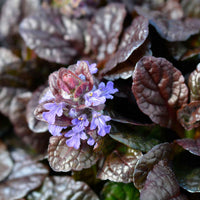 Ajuga reptans Atropurpurea - Rotblättriger Günsel 'Atropurpurea' - Gundermann