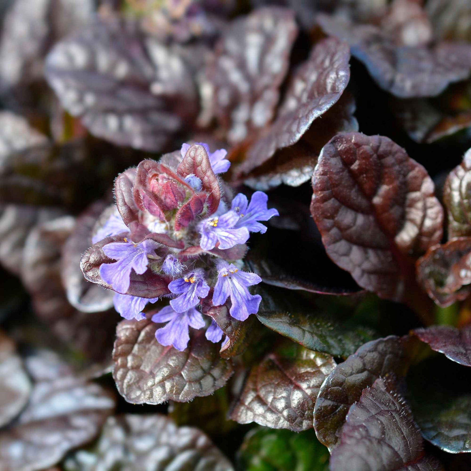 Ajuga reptans Atropurpurea - Rotblättriger Günsel 'Atropurpurea' - Gundermann