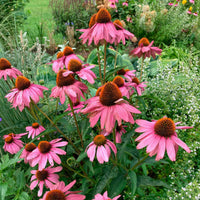 Scheinsonnenhut 'Magnus Superior' - Echinacea purpurea magnus superior - Bakker