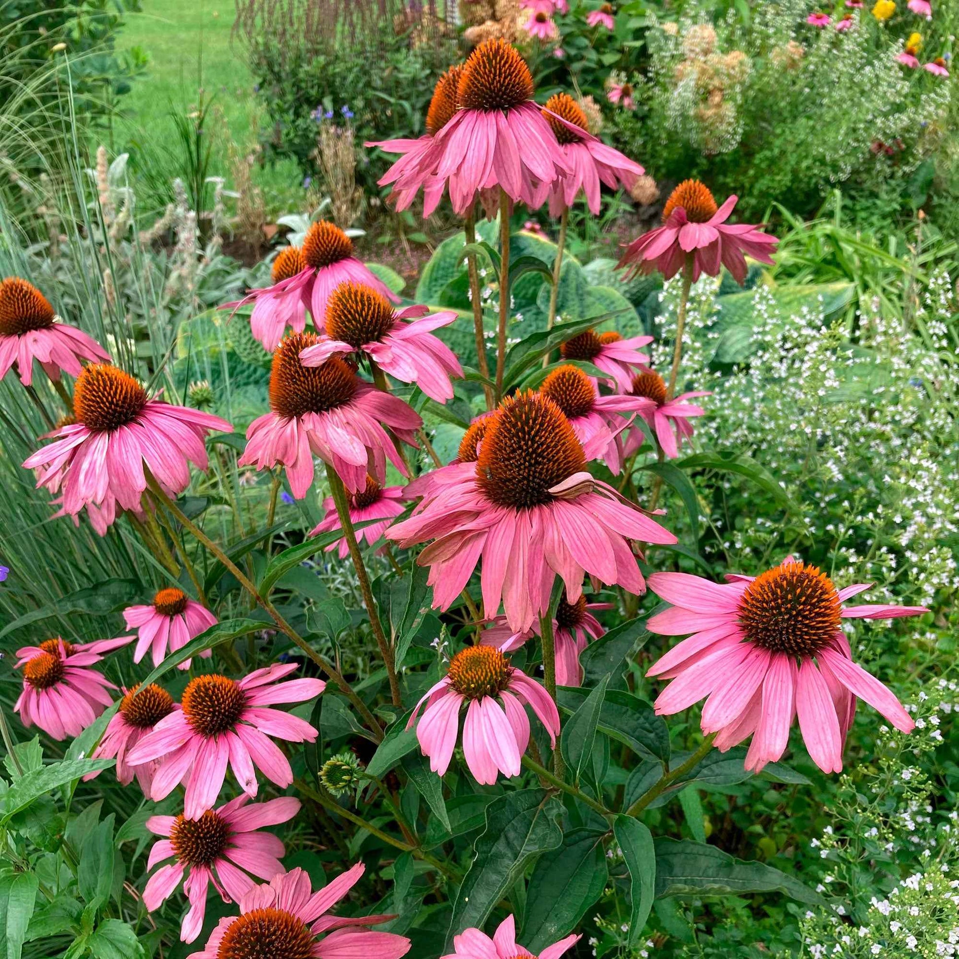 Scheinsonnenhut 'Magnus Superior' - Echinacea purpurea magnus superior - Bakker