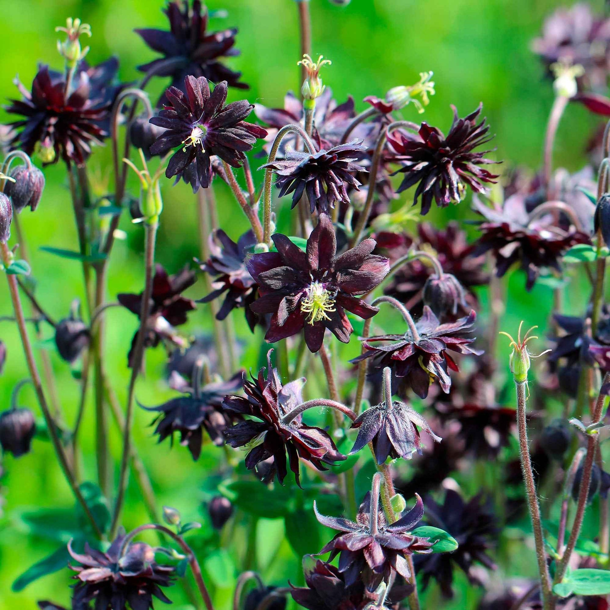 Garten-Akelei 'Black Barlow' - Aquilegia vulgaris Black Barlow - Bakker