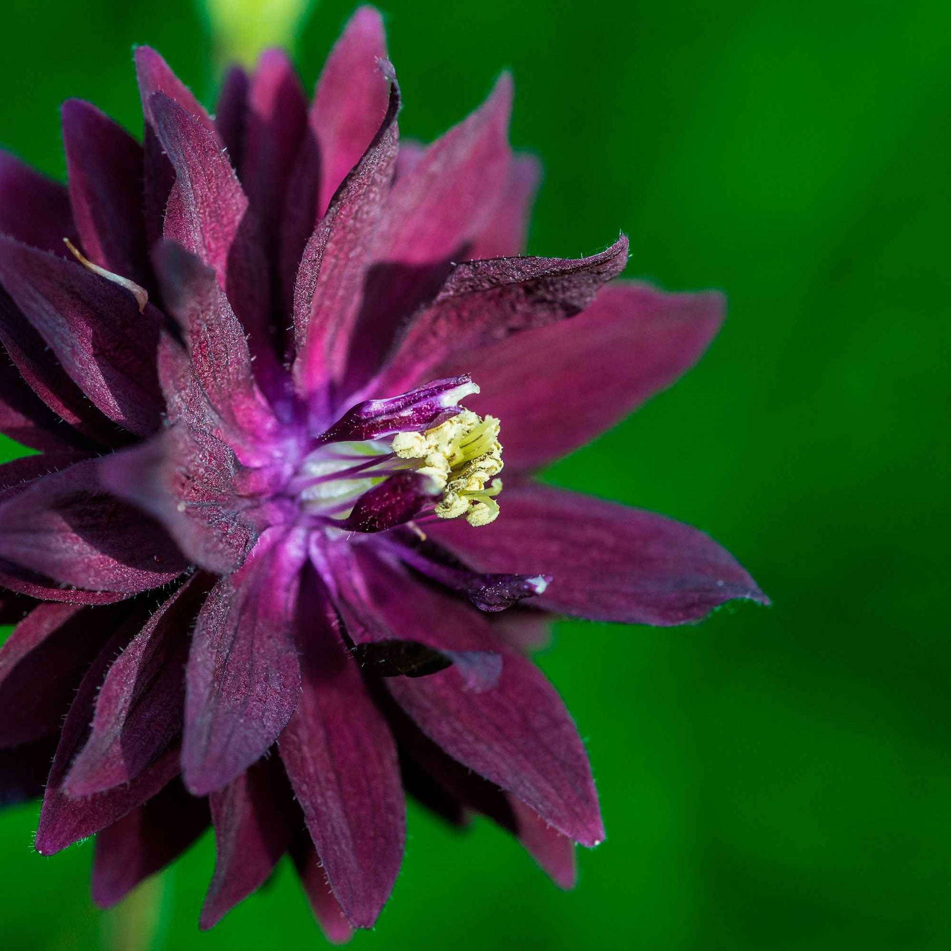 Aquilegia vulgaris Black Barlow - Garten-Akelei 'Black Barlow' - Akelei