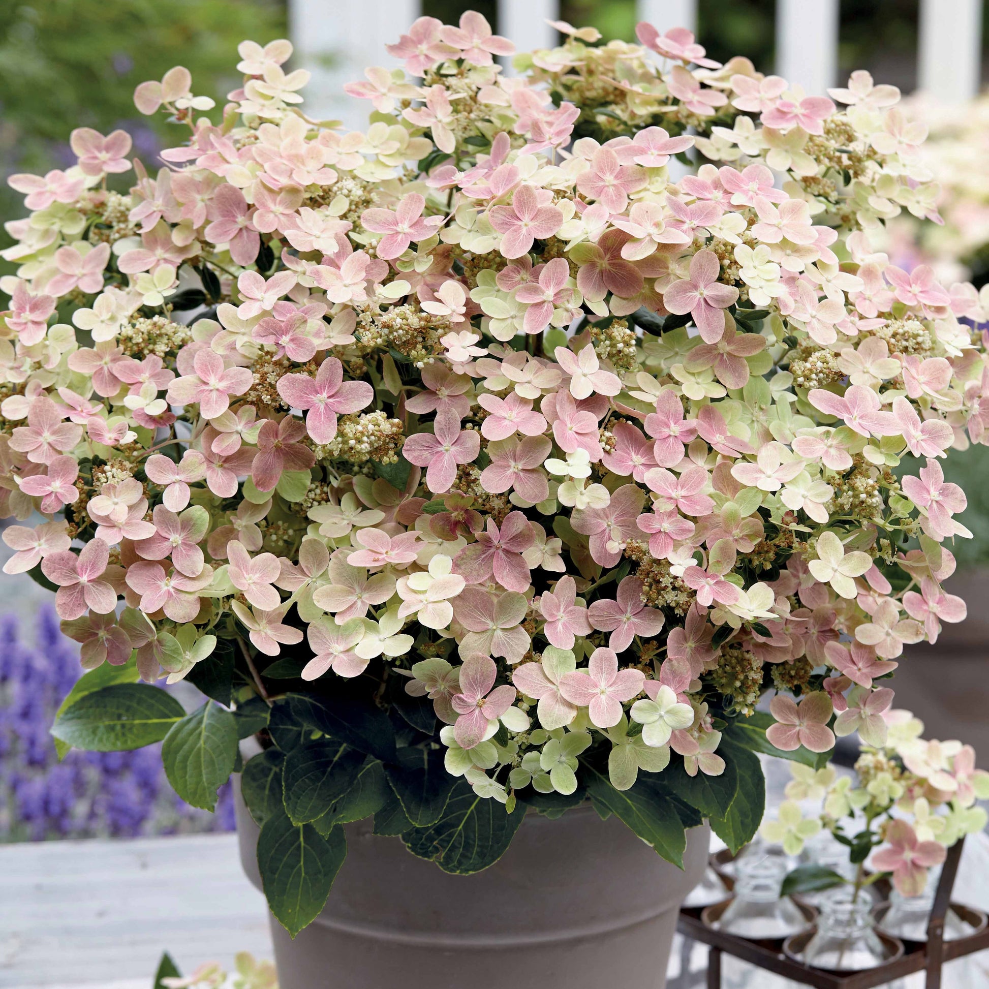 Hydrangea paniculata polestar ® ' breg14' - Rispenhortensie 'Polestar'® - Rispenhortensie