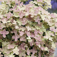 Rispenhortensie 'Polestar'® - Hydrangea paniculata polestar ® ' breg14' - Bakker