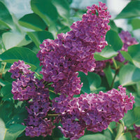 Syringa vulgaris Andenken an Ludwig Späth - Flieder - Flieder