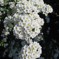 Spierstrauch 'Grefsheim' - Spiraea cinerea  Grefsheim - Bakker