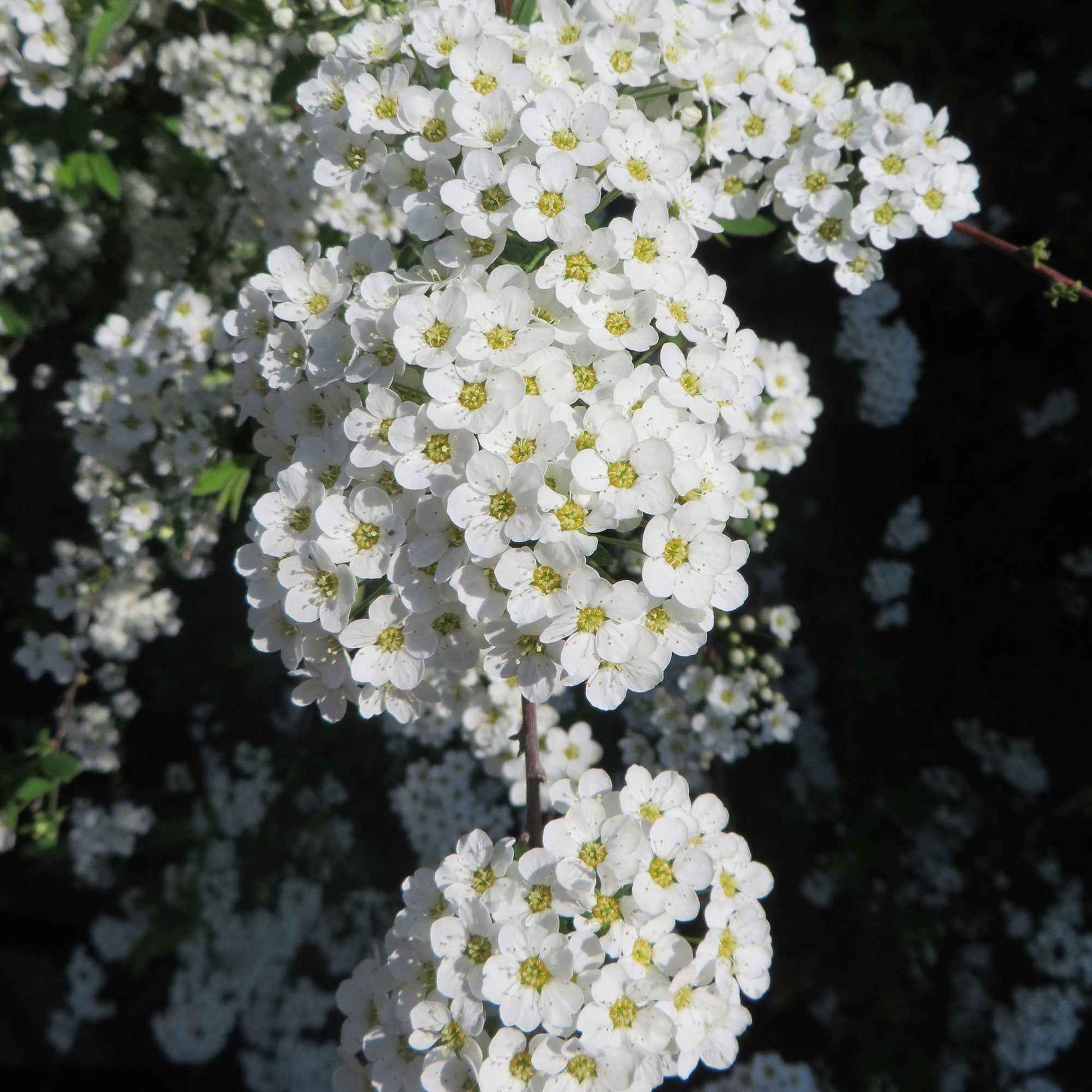 Spierstrauch 'Grefsheim' - Spiraea cinerea  Grefsheim - Bakker