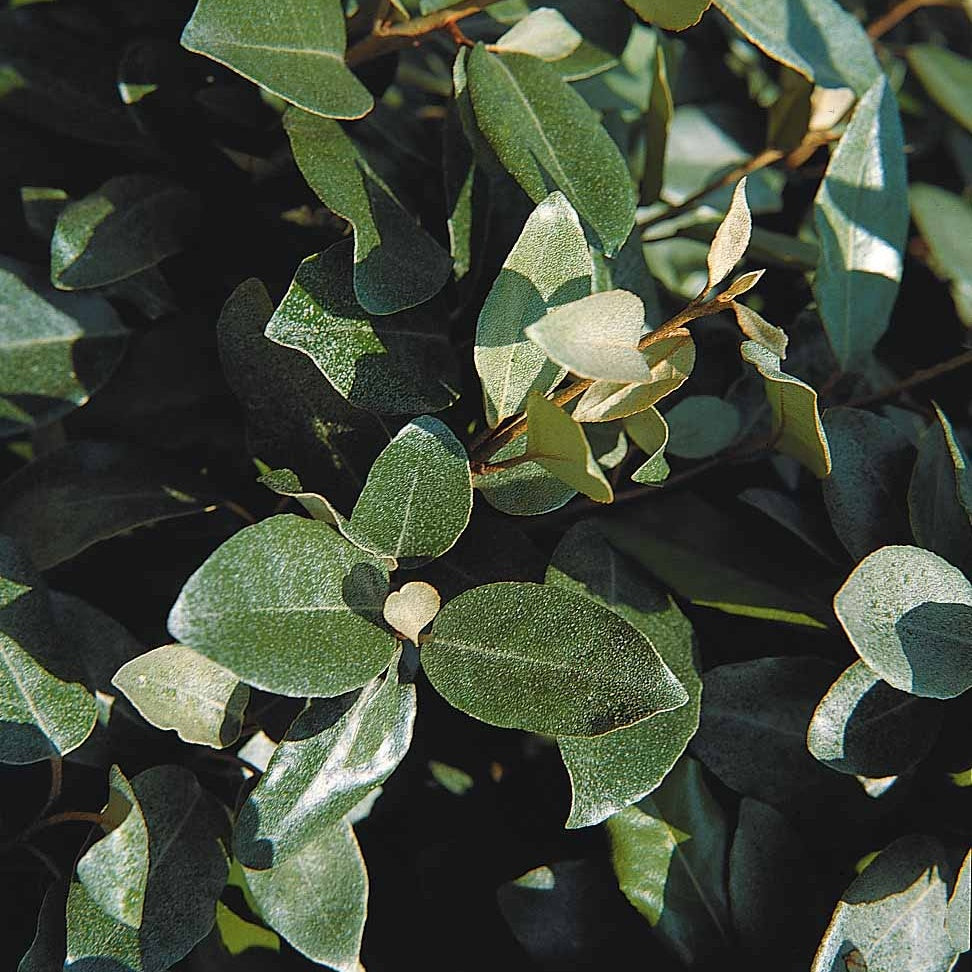 Eleagnus - Wintergrüne Ölweide - Eleagnus ebbingei