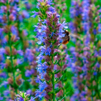 Ysop - Hyssopus officinalis - Bakker