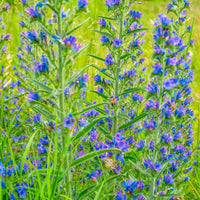 Stauden - Gewöhnlicher Natternkopf - Echium vulgare