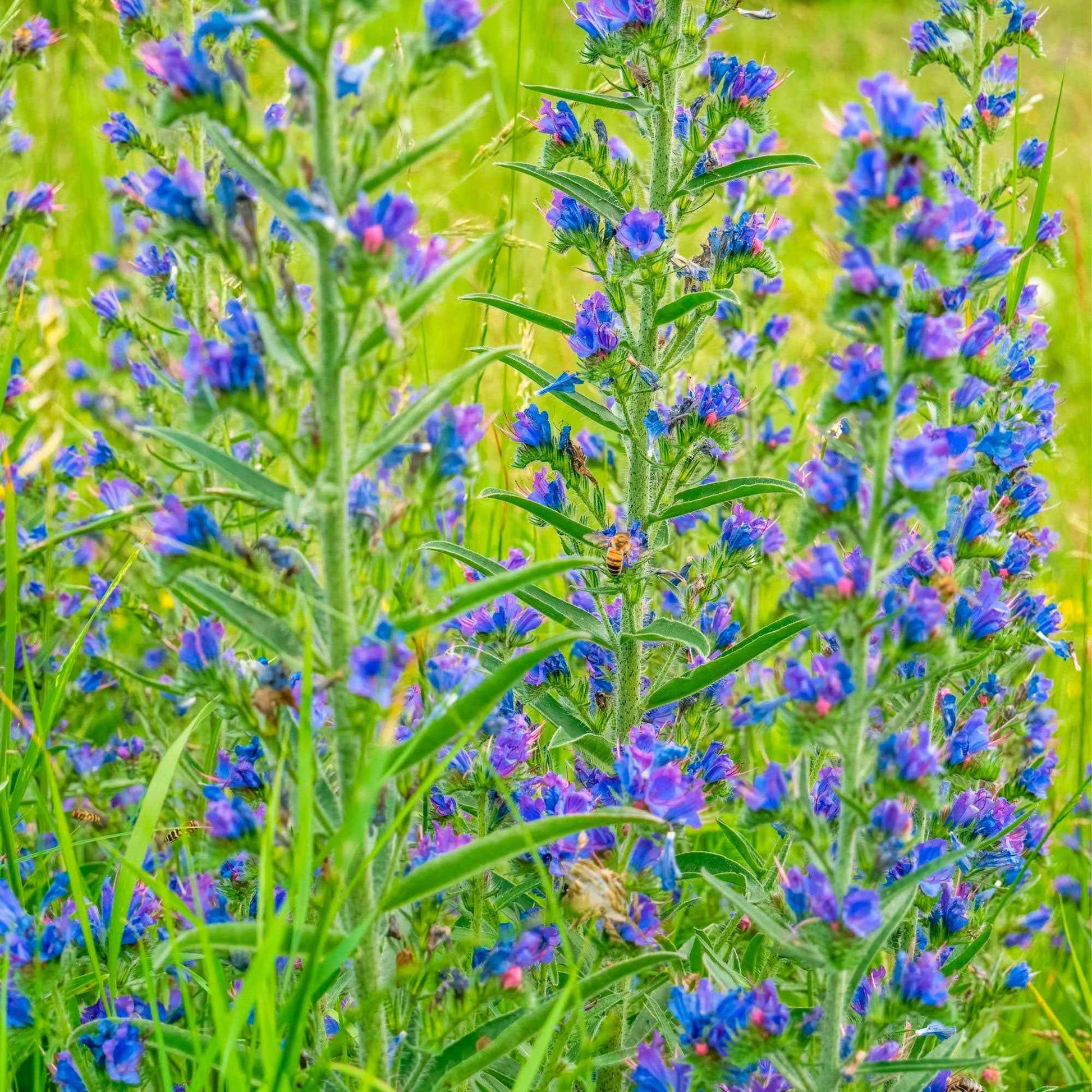 Stauden - Gewöhnlicher Natternkopf - Echium vulgare