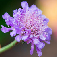 Tauben-Skabiose - Scabiosa columbaria - Bakker