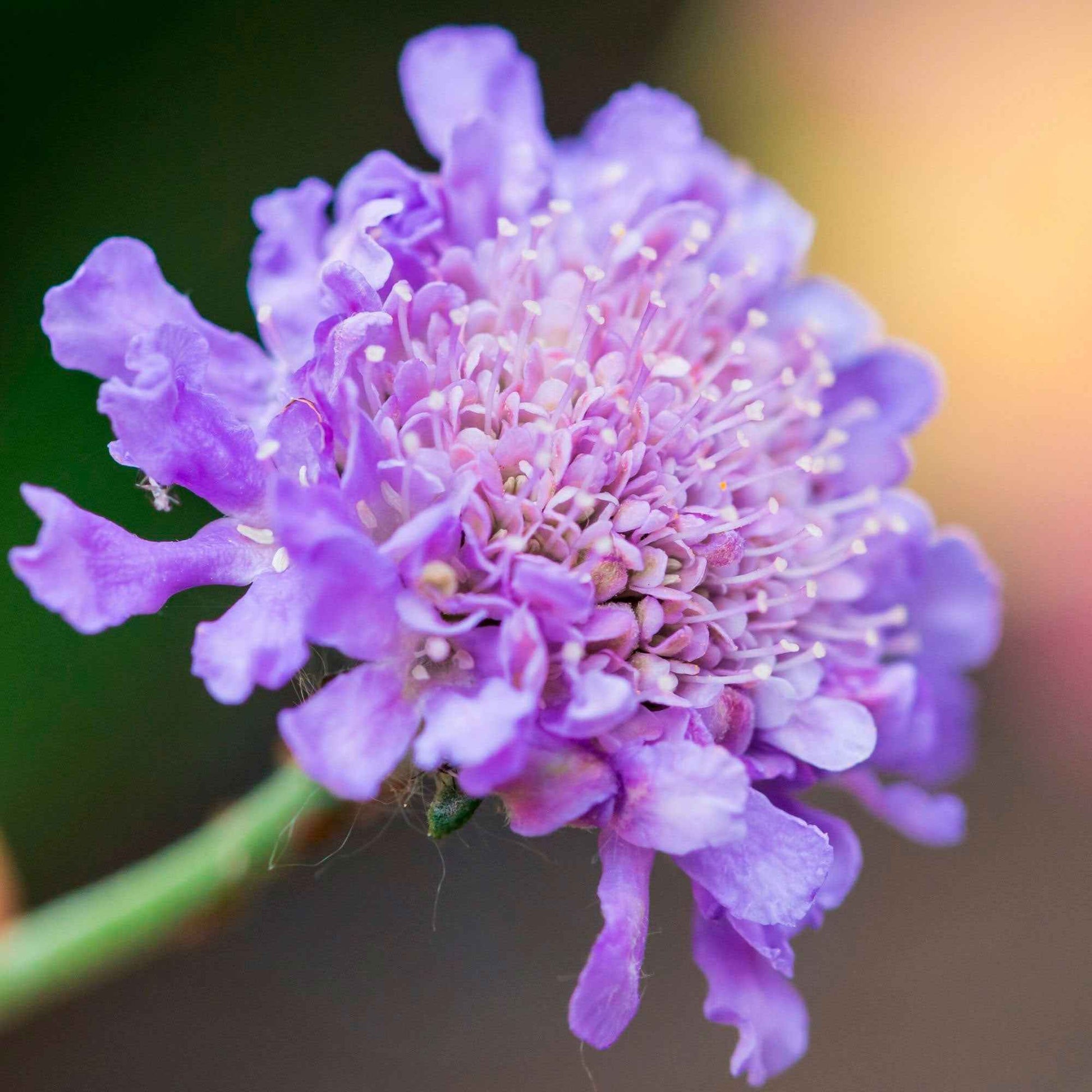 Tauben-Skabiose - Scabiosa columbaria - Bakker
