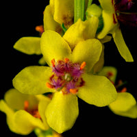 Verkauf Schwarze Königskerze - Verbascum nigrum