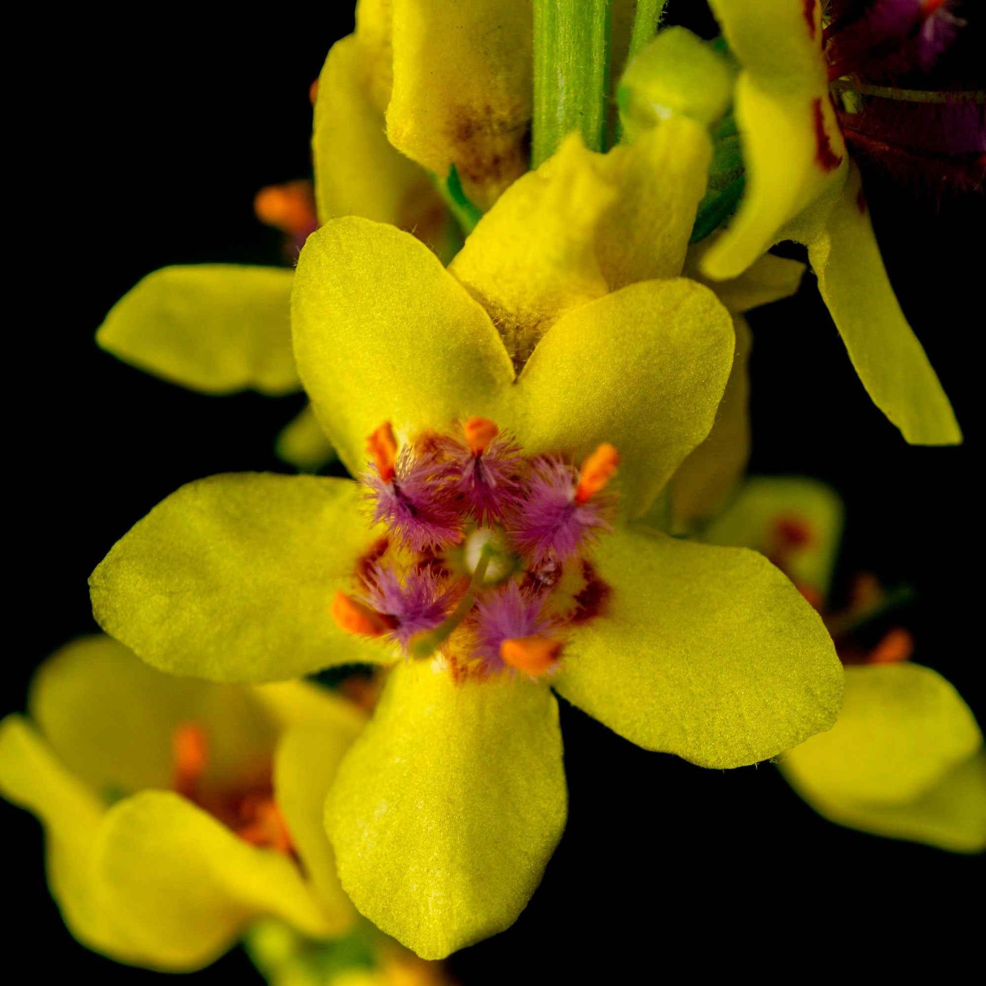 Verkauf Schwarze Königskerze - Verbascum nigrum