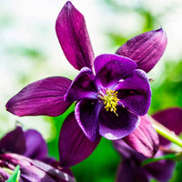Akelei (x3) - Aquilegia vulgaris Granny's Bonnets - Bakker